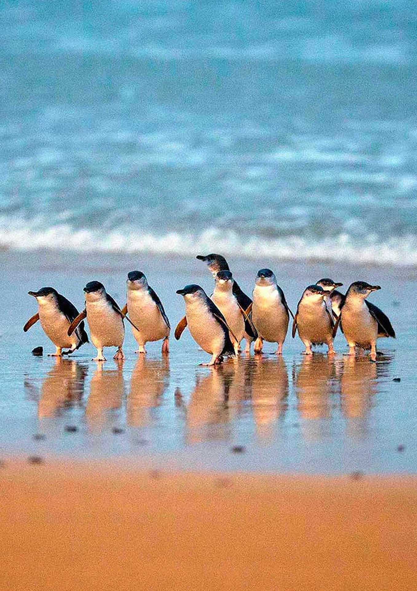 phillip island & penguin parade plus Panny's world